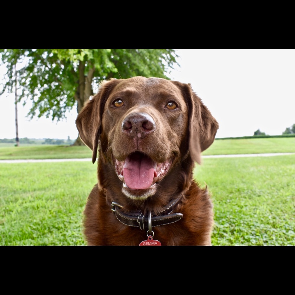 Meet your Posher, Bailey
